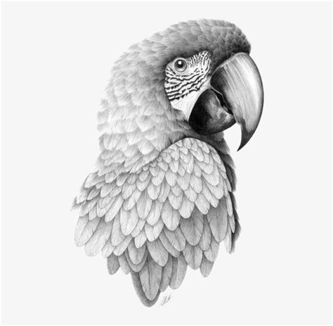 Parrot Bird Pencil Sketch Head Transprent Png - Parrot Drawing ...