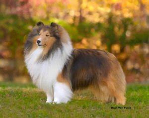 Sheltie Colors – American Shetland Sheepdog Association