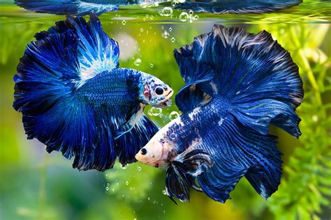 Reasons Why Betta Fish Fight & How to Stop Them - FishLab