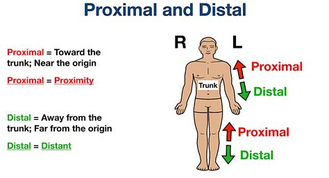 Anatomical Terms Of Location Anterior Posterior, 48% OFF