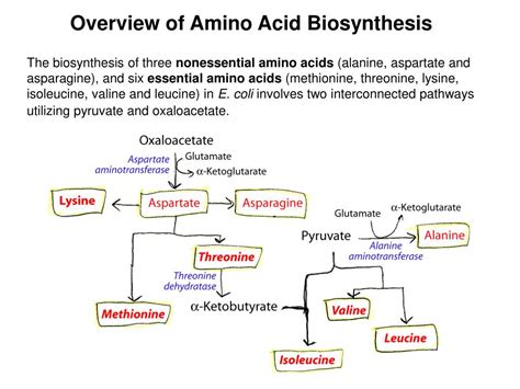 PPT - Amino Acid Metabolism 2: Amino acid biosynthesis, amino acids are ...