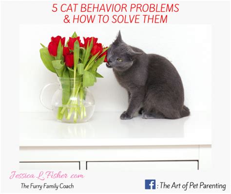 Common Cat Behavior Problems: Causes and Solutions