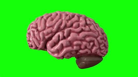 Human Brain Isolated On Green Background Stock Footage Video (100% ...