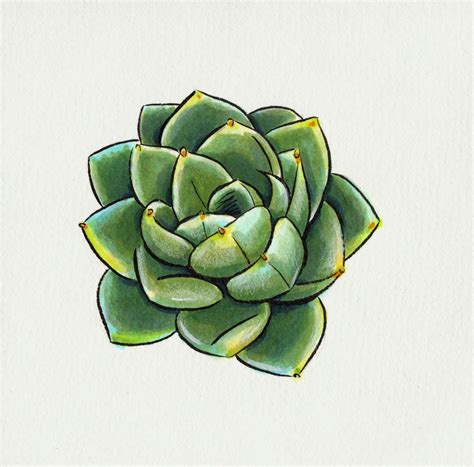 Succulents Drawing, Cactus Drawing, Plant Drawing, Cactus Art, Painting ...