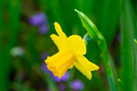 Premium Photo | A beautiful yellow daffodil in the garden