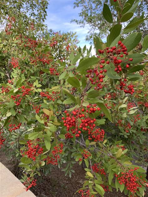 Found a large bush with many red berries growing on a hillside behind ...