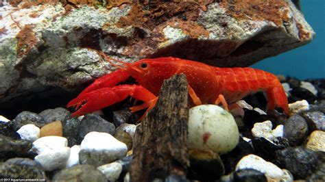 crayfish aquarium