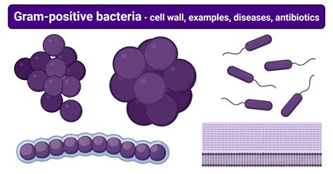 Gram-positive bacteria- cell wall, examples, diseases, antibiotics