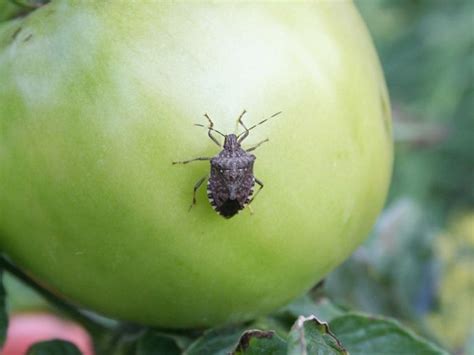 Do Stink Bugs Damage Tomatoes - How To Get Rid Of Leaf-Footed Bugs On ...