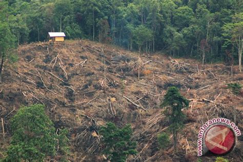 Pelaku pembalakan hutan datangkan pekerja dari luar Kapuas Hulu ...