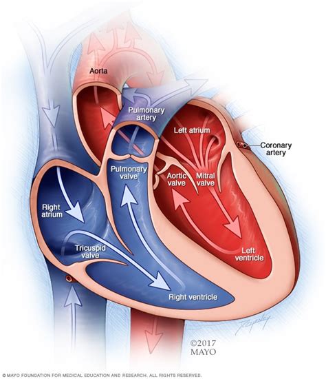 Mitral valve regurgitation - Symptoms and causes - Mayo Clinic