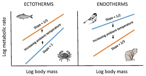 Effects of Contingency versus Constraints on the Body-Mass Scaling of ...