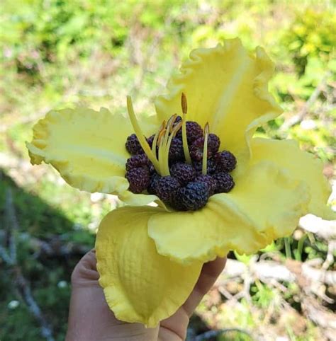 28 Thriving Plants for Clay Soil and Full Sun (Pictures) – Food Forest ...