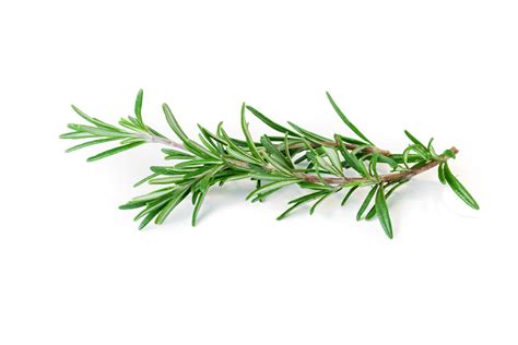 Arp Rosemary - Food Gardening Network