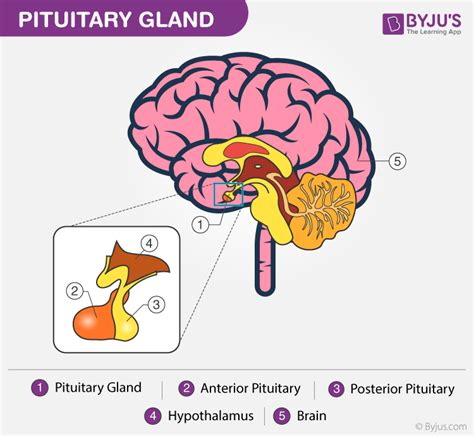 Hypothalamus- Structure, Functions, Hormones, and its Disorders