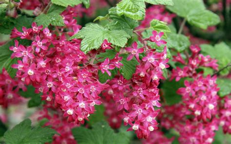 Red-flowering Currant Wallpapers - Wallpaper Cave