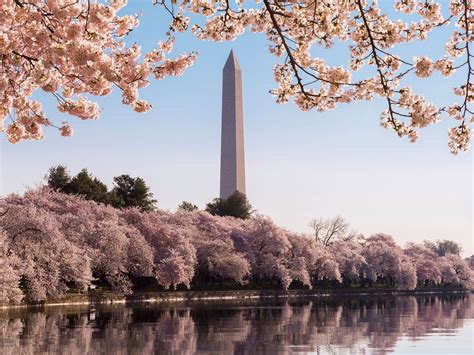 Celebrate D.C.’s Cherry Blossom Festival at These Hotels