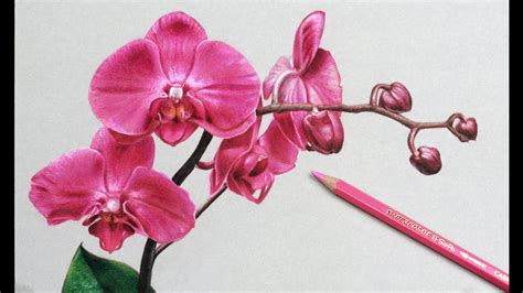 gousicteco: Orchid Drawing Easy Images