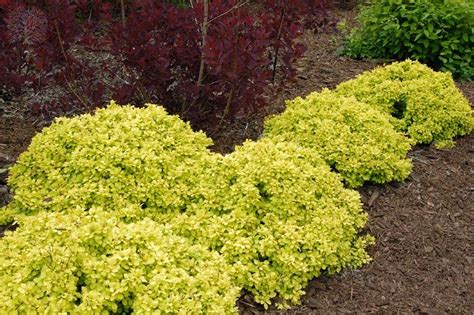 berberis golden nugget | Garden shrubs, Shrubs for landscaping, Shrubs