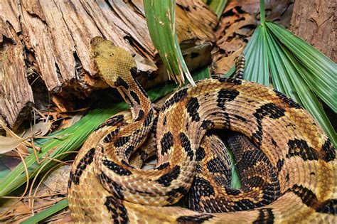 Timber Rattlesnake Photograph by Ed Stokes - Fine Art America