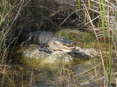 Lake Okeechobee Wildlife Pictures & Sightseeing