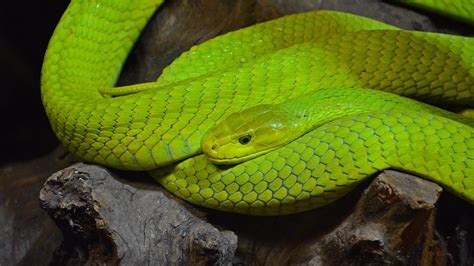 Green Mamba Snake · Free photo on Pixabay