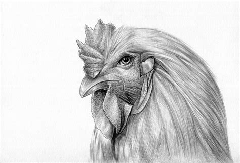 Chicken?, Pencil, A5 : r/Art