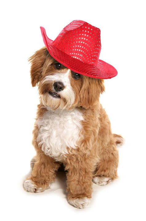 Dog wearing cowboy hat. stock photo. Image of cowboy, portrait - 2045288