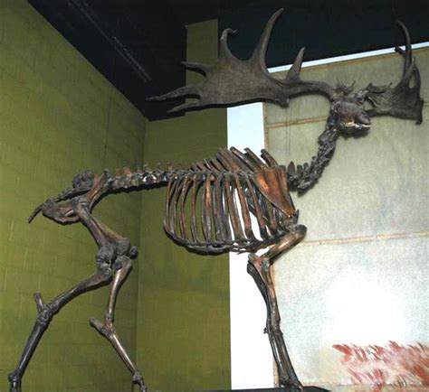 Megaloceros giganteus (Blumenbach, 1799) - Irish elk skeleton.