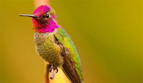 Anna's Hummingbird — Coastside Land Trust