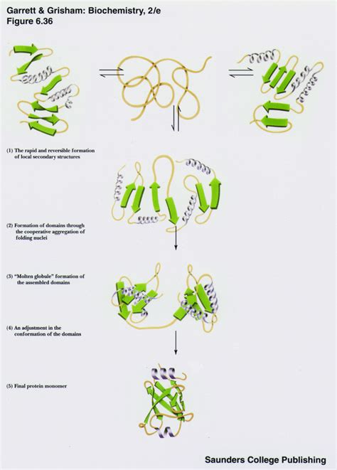 Protein Folding: Structural Model