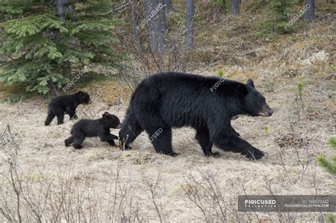 Two Black Bear Cubs — country, parks - Stock Photo | #162673242