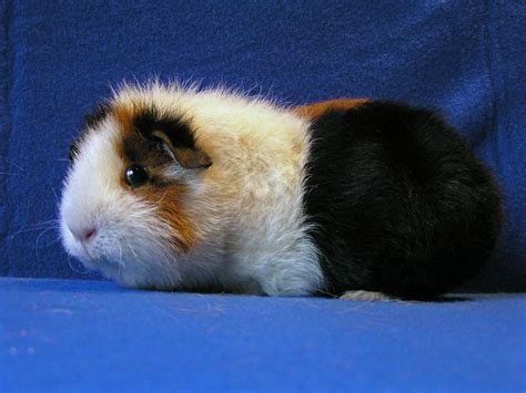 All types of Guinea Pig breeds described and help to determine them