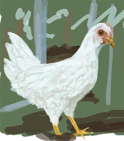 Realistic chicken by raptor007 on DeviantArt