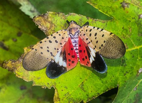 Spotted Lanternfly Identification and Treatment in Royersford PA 19468 ...