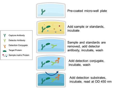 ELISA - Enzyme-Linked ImmunoSorbent Assay Protocol | Aviva Systems ...