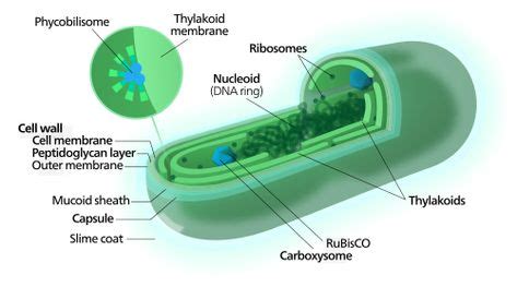 130 Microbiology ideas in 2021