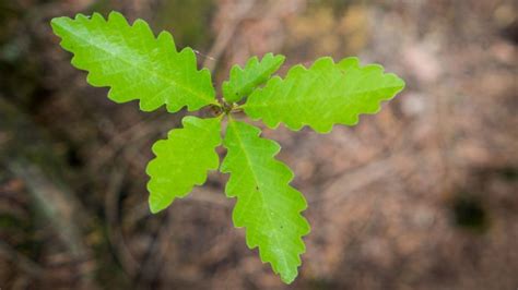 How To Grow Oak Saplings: 5 best Tips And Tricks