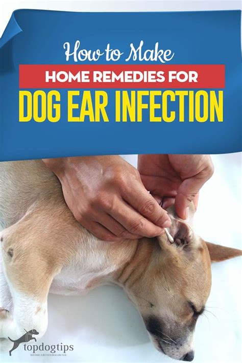 How to Make Home Remedies for Dog Ear Infection – Top Dog Tips