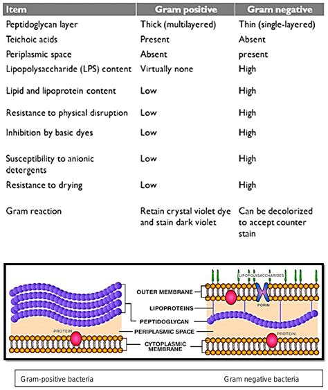 Draw a label diagram of gram positive bacteria and gram negative ...