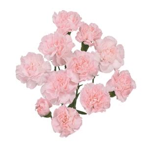 Carnation Mini Light Pink - Flowers & Services