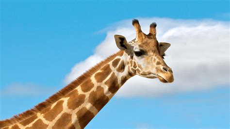 Giraffe | San Diego Zoo Animals & Plants