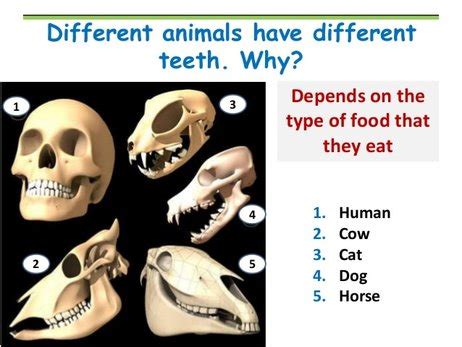 Is a dog a carnivore or a omnivore? - Friends of the Dog