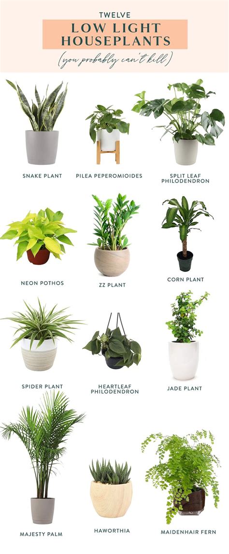 Low maintenance indoor plants - salomale