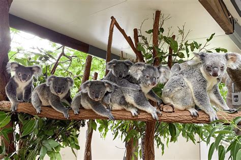 Lone Pine Koala Sanctuary | Discover Brisbane’s Koala Sanctuary ...