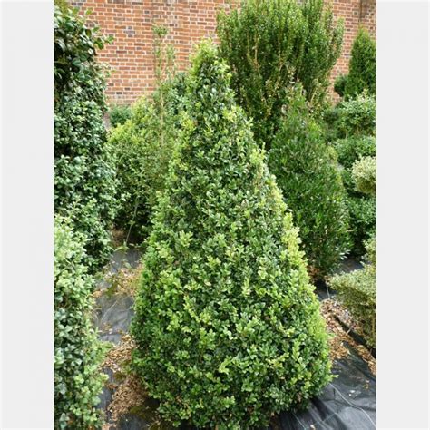 Buxus sempervirens Bird – Topiary Arts