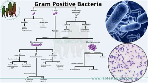 Gram Positive Bacteria: Characteristics, Classification, Pathogenicity ...