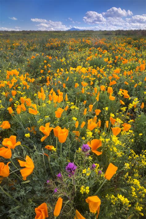 Arizona Wild Flowers