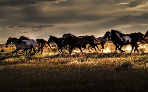 Running Horse Wallpaper For Pc at Jim Bartholomew blog