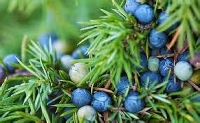 6 Health Benefits of Juniper Berries